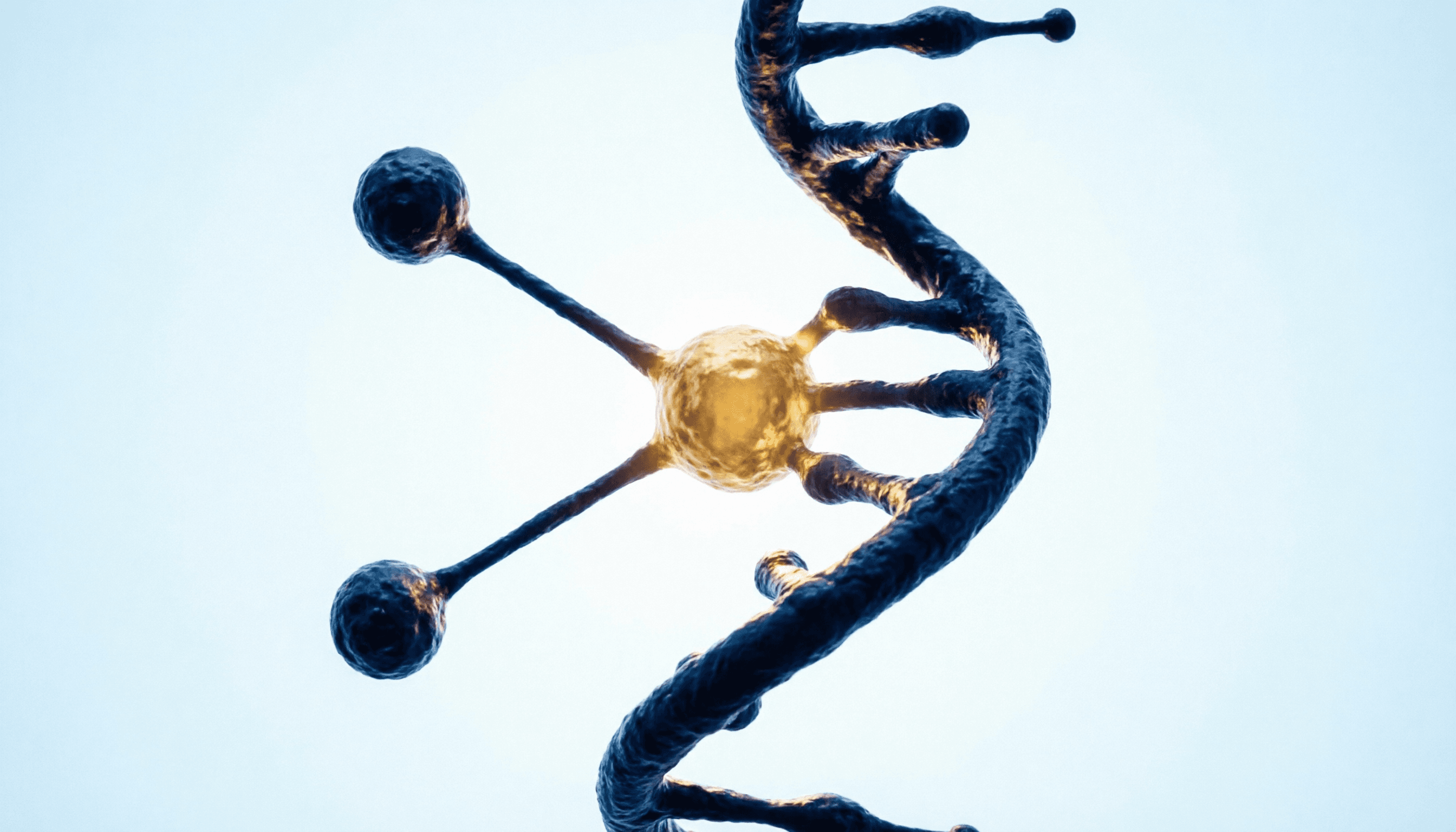 HMG and the Hormonal Foundations of Evening Recovery: What the Science Says